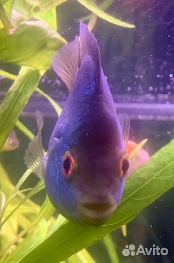 Новинка - Попугай 