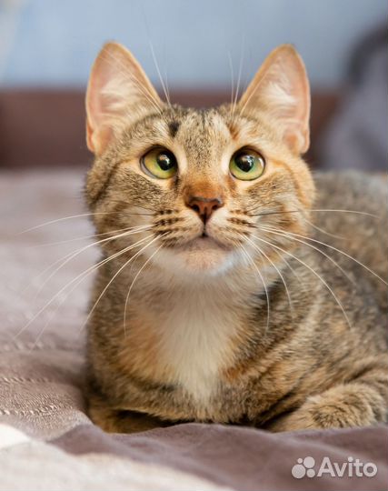 Кошка в дар