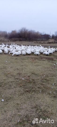 Продаются гуси