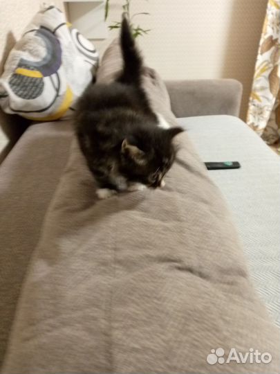 Котик