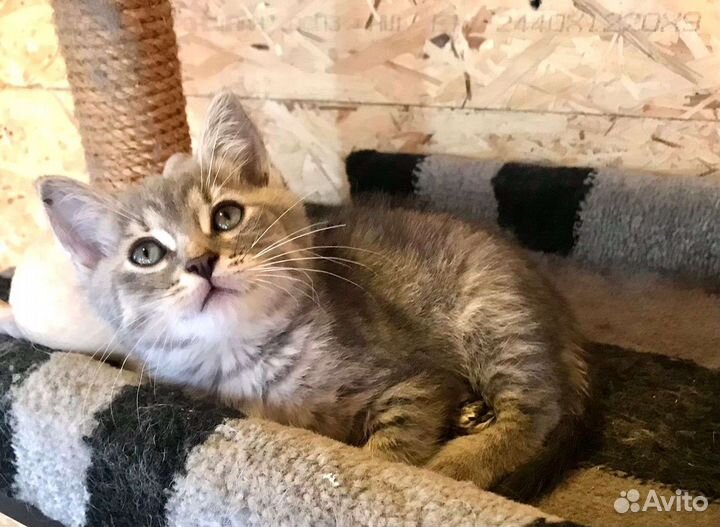 Кошка в дар