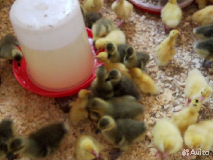 Муларды, утки, гуси