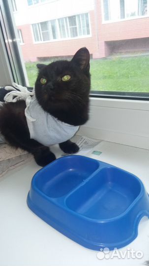 Зеленоглазая брюнетка в добрые руки