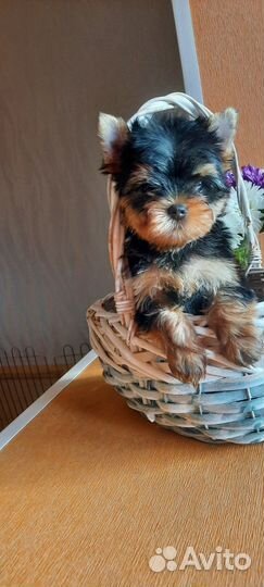 Йоркширский терьер