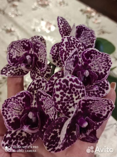 Орхидея фаленопсис бабочка Дикий Кот