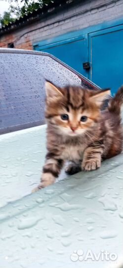 Котята в добрые руки девочки