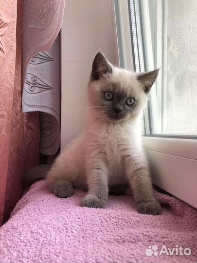 Шотландские котята прямоушки