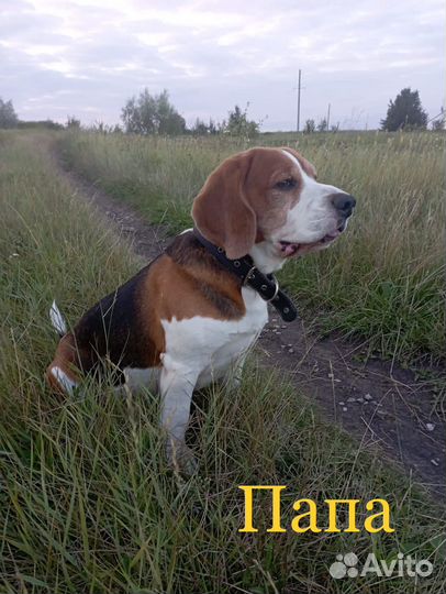 Щенки бигль