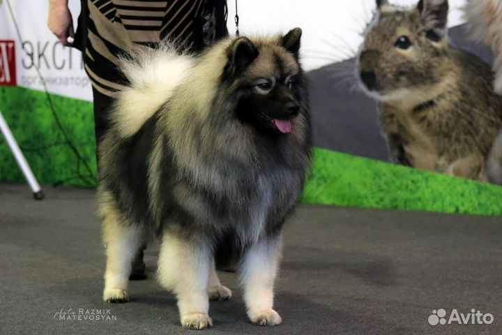 Щенки шпица