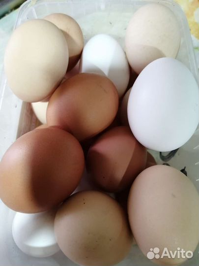 Домашние куриные яйца