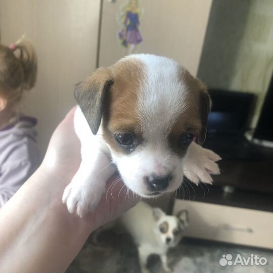 Щенок помесь бронь до вторника