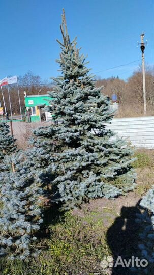 Ель голубая, зеленая. Туи колумна, брабант