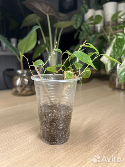 Фикус бенджамина