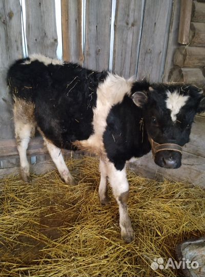 Теленок бычок