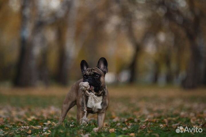 Французский бульдог кабель вязка
