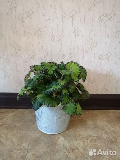 Бегония тигровая