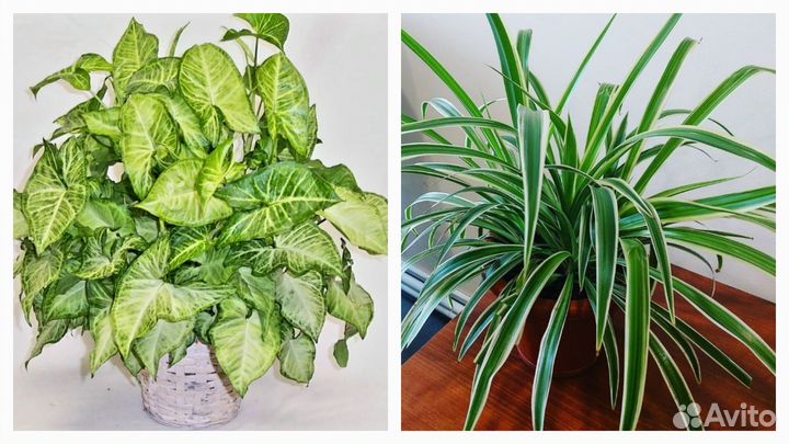 Комнатные цветы Сингониум и Хлорофитум