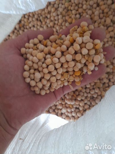 Нут, горох, чечевица