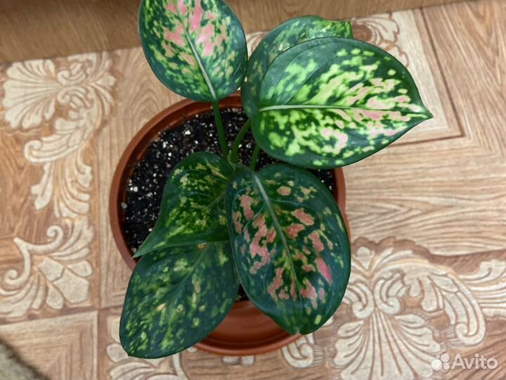 Аглаонема Ред Валентин