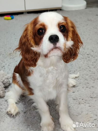 Продается щенок Кавалер Кинг Чарльз спаниеля