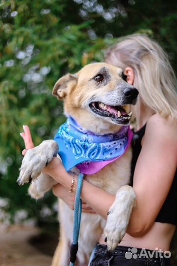 Собака в добрые руки отдам бесплатно