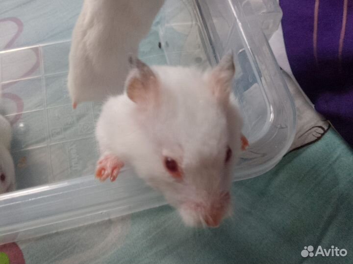 Сейриские Хомячки