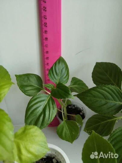 Ванька мокрый, розовый