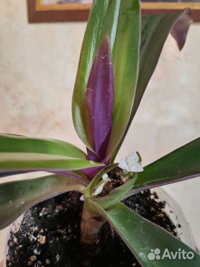 Традесканция рео целебная