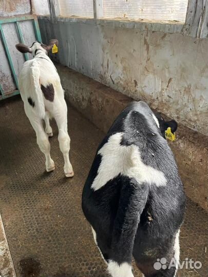 Ч Бычки Тёлки