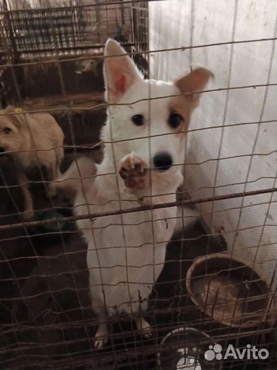 Собаки из отлова