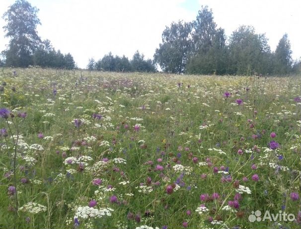 Мед 2024 года Алтайский опт