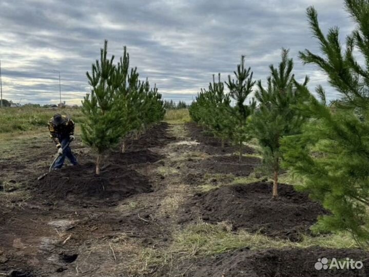 Сосна обыкновенная