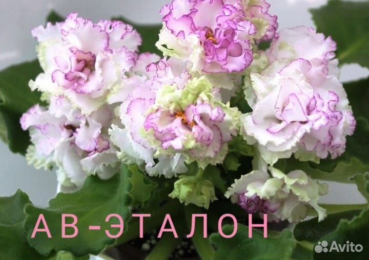 Детки сортовых фиалок