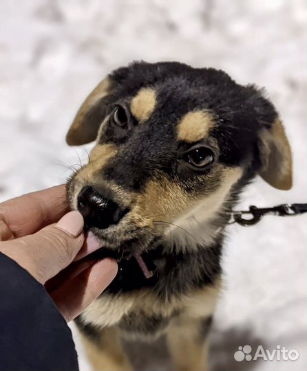 Щенок девочка 3,5 месяца