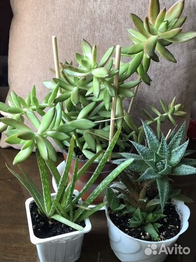 Очиток Алоэ остистое