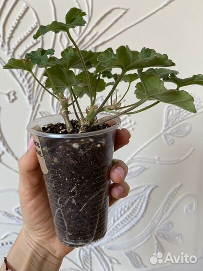 Юг Большое искушение Пеларгония