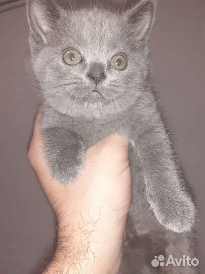 Британские котята
