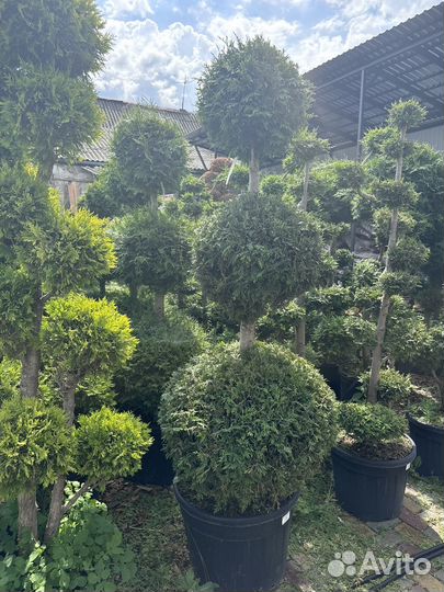 Бонсайчики разные в осартименте