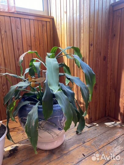 Продам комнатные растения