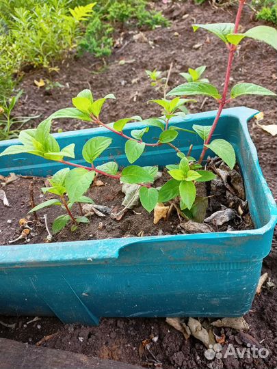 Гортензия метельчатая Ванила фрайз