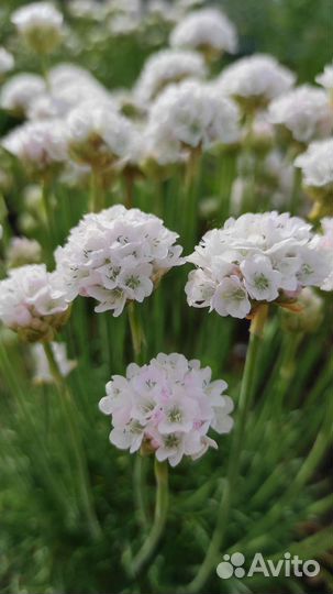 Армерия Джойстик (белая) Armeria pseudarmeria