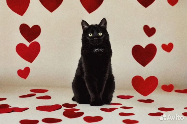 Кошка лапочка