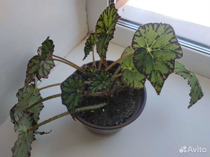 Бегония тигровая