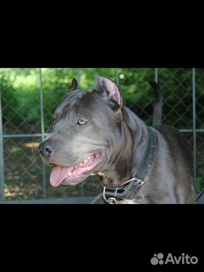 Питбуль на вязку