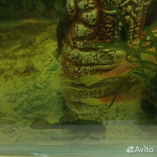 Живая рыба сом