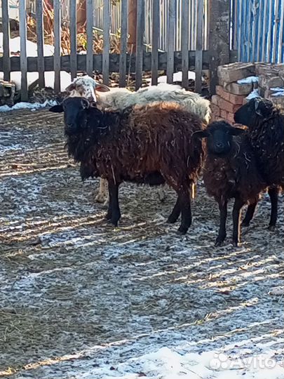 Овцы бараны