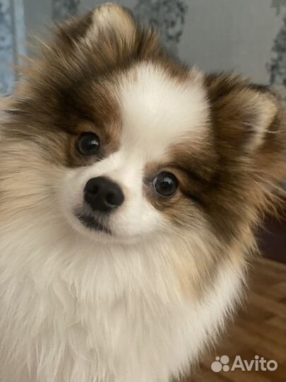 Шпиц вязка(мальчик)