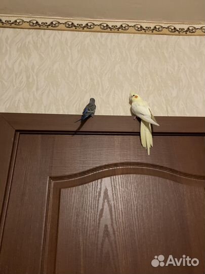 Больная корелла