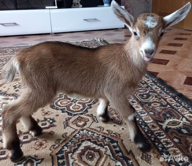 Козочки чехо-нубийские,альпо-чешские,камори козлик