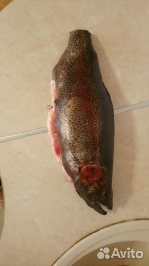 Форель см 1,2-1,6 кг. шт